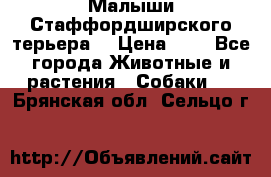 Малыши Стаффордширского терьера  › Цена ­ 1 - Все города Животные и растения » Собаки   . Брянская обл.,Сельцо г.